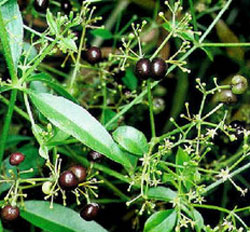 Common or Dyers’ Madder