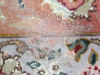 shearing stages of faded and dameged carpets